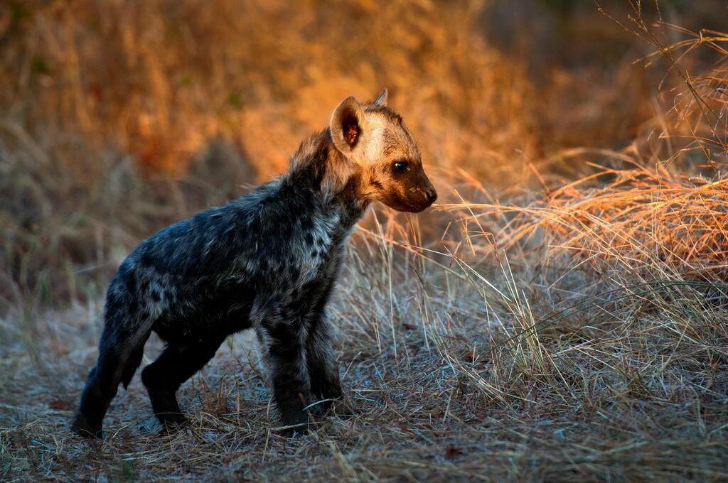 A Baby Hyena on discovery tour, Mole National Park, Ghana