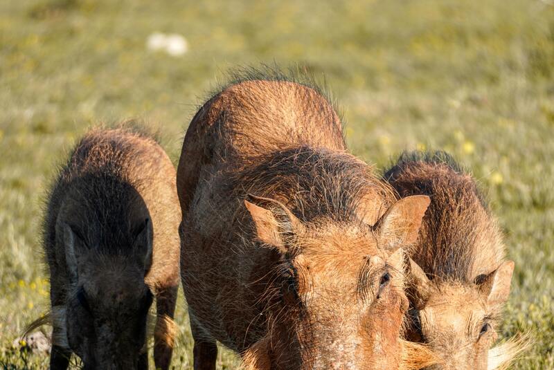 Warthogs at Mole National park, group